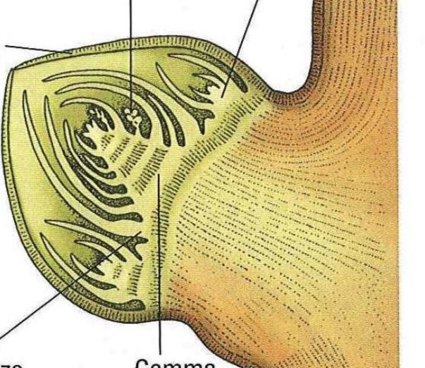 Il tralcio della vite si forma (foglie e fiori ) la stagione precedente a quella in corso. È rinchiuso disidratato nella gemma durante l’inverno. In primavera non fa altro che riempirsi d’acqua e gonfiarsi distendendosi e iniziando la fotosintesi. Affascinante 😍