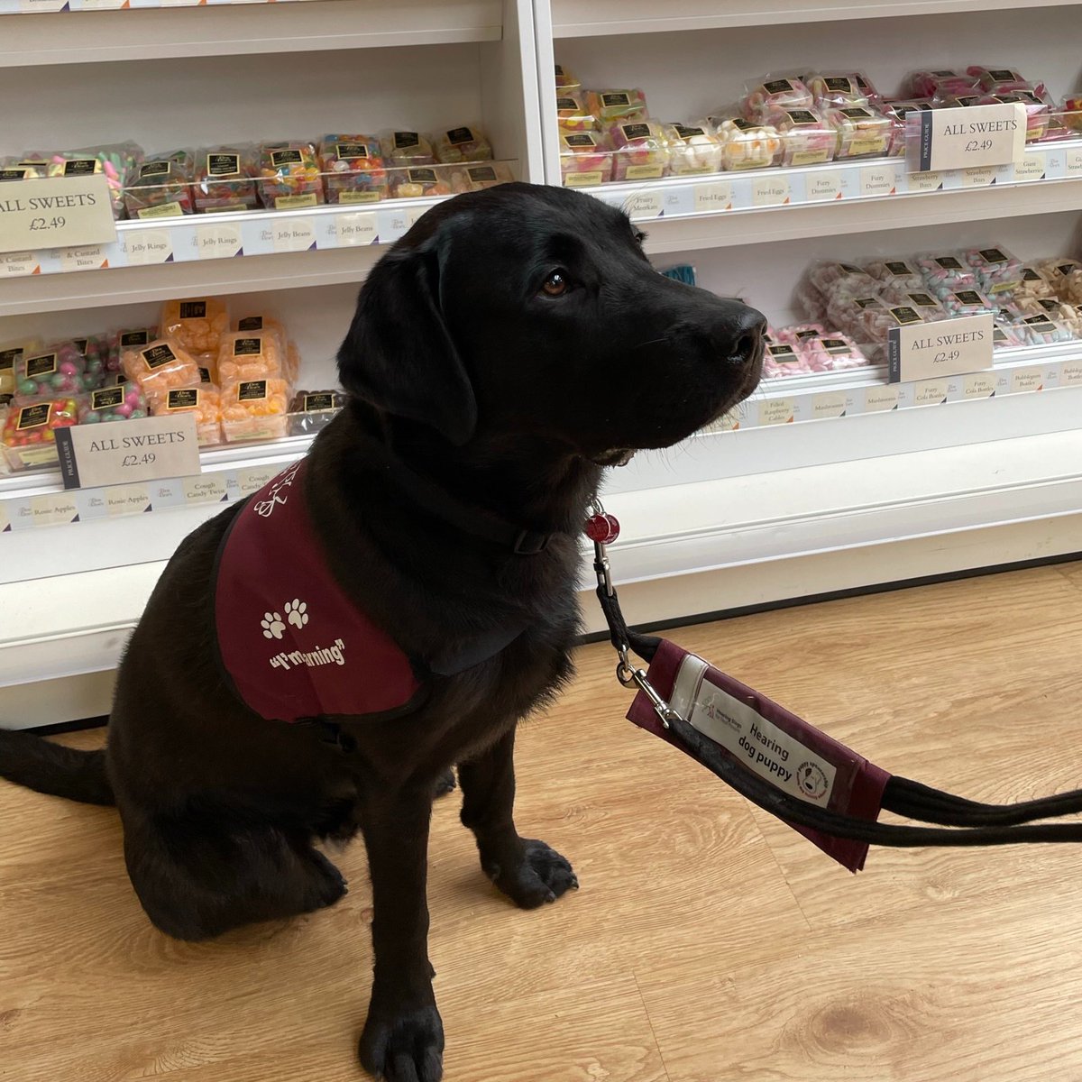 HearingDogs's tweet photo. Super Cooper is doing brilliantly in his training, and he is now gaining experience in public places 🐶

Cooper will accompany his deaf partner to many different places every day, so making sure he is comfortable in these environments is a vital part of hearing dog training 🐕‍🦺 https://t.co/mcvIHqOTfN