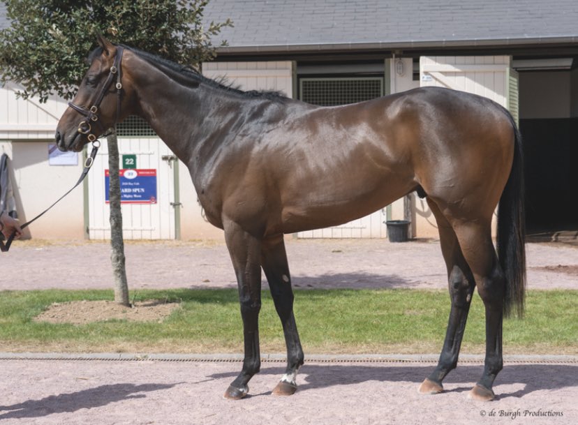 TallyHoStud's tweet photo. ✨LEZOO✨
💥INDESTRUCTIBLE 💥

Two of our stars out of last year’s @InfoArqana May Sale!

Looking forward to offering a group of smart 2yos this year by FRANKEL, SIYOUNI, LE HAVRE, INNS OF COURT, MORE THAN READY and ZOUSTAR https://t.co/GdfgsdsIJ7