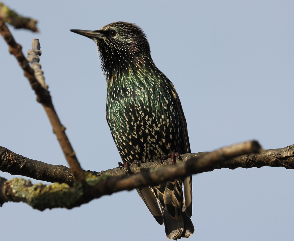 In Edinburgh to visit fam in 2 wks & will squeeze in birding. V grateful please for recs for sites max 30mins walk/bus/train of Waverley NR for column  @BirdWatchingMag. @EdUniBirdSoc @EdinBirdwatcher @WildGreyMe @craftygreenpoet @WildlifeOWindow @MalcolmJSCWild @CheepBirds 🙏