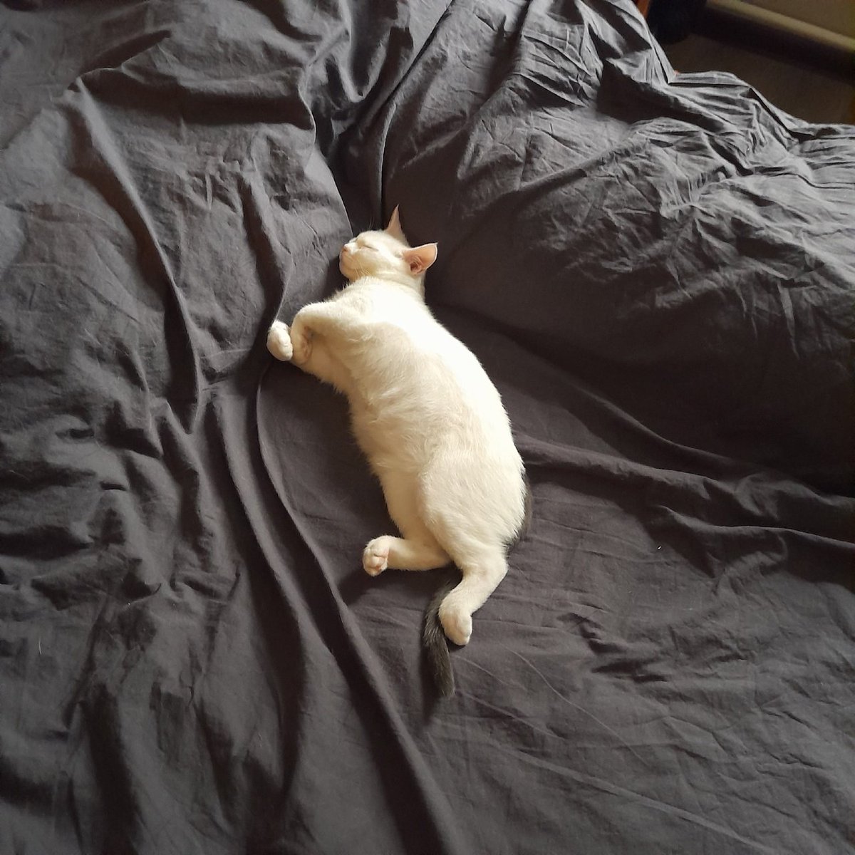 kor_neriusu's tweet photo. beans https://t.co/sVIPYgTZWX