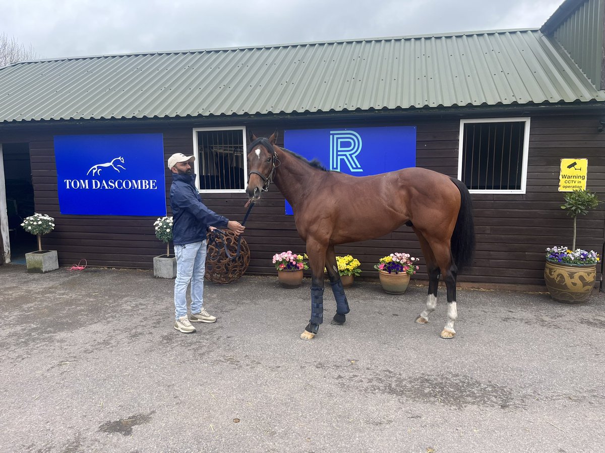 TomDascombe's tweet photo. Tomorrow 10/05 @ChesterRaces we run Dan Dee Prince (Dandy Man x Karamaya) in the Lily Agnes over 5f at 1.30pm for @roudeeracing and Gifted Angel (Dark Angel x Sommorell) in the Maiden over 10f at 4.20pm for Derek Passant, both will be ridden by @RKingscote. @agencyroute https://t.co/2f9Einfcgs