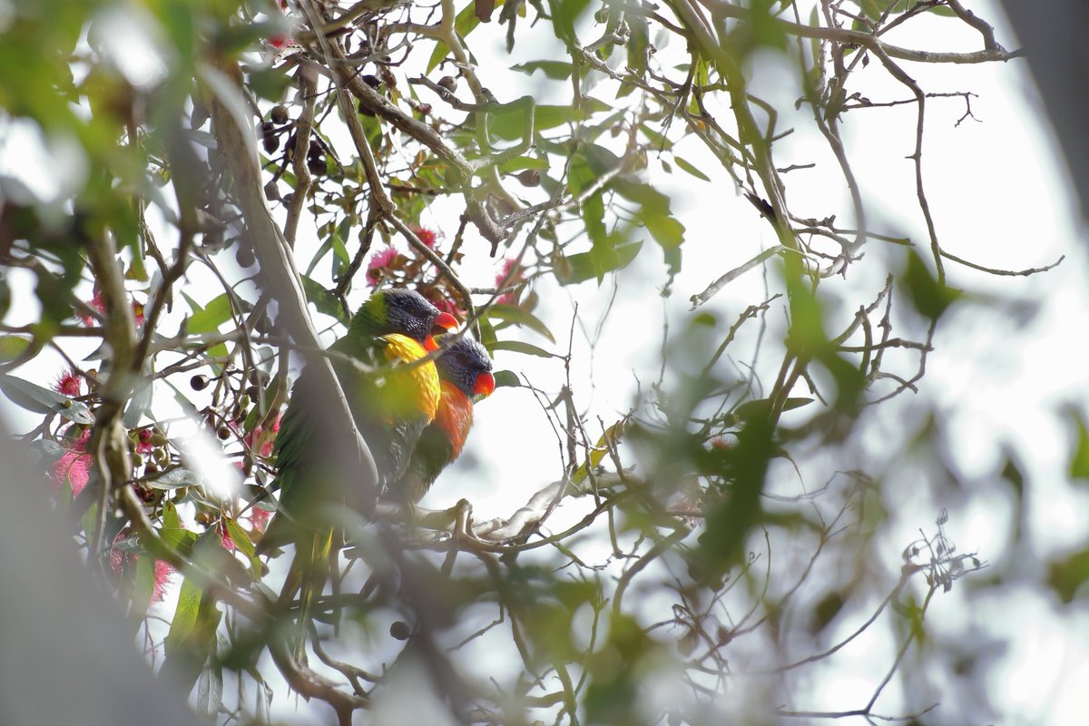 a1393909's tweet photo. Rainbow Lorikeet at Yan Yean Reservoir https://t.co/LeLv6NNcHC