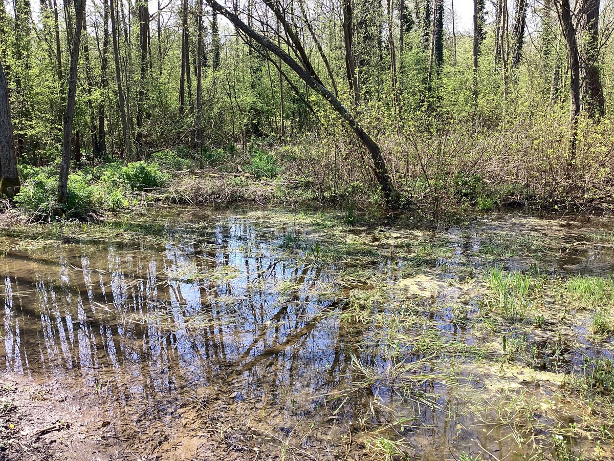HeartofKentWalk's tweet photo. On 23 April, Michael took 5 walkers on 'Walk Wild, Walk Ashford' as part of the HoK Walking Festival 2023!

After postponing due to stormy weather conditions, Michael was again faced with some wet conditions. However, despite the rain, we hope all walkers enjoyed the walk. https://t.co/iBkZuxx1FO