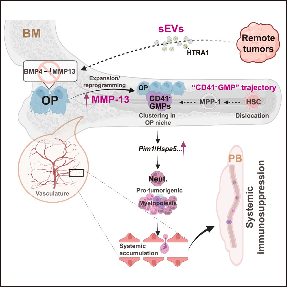 MedChemExpress's tweet photo. #CellStemCell: Remote solid #tumors result in aberrant myelopoiesis and systemic #immunosuppression. These effects are mediated by #MMP-13. In other words, targeting MMP-13 mitigates the lingering immunosuppression.
#cancer
https://t.co/JhgKa4pNXE https://t.co/Lcklg3XnCg