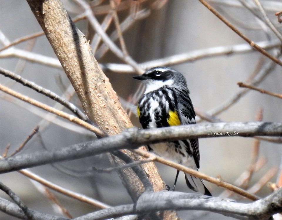 Crooked lake elementary visited Long lake conservation center in Palisade, mN #phenology

garter snakes in good numbers

blue jays, white throat sparrows, yellow rumped warblers, woodcock

a number of ticks found - a mean one pulled off a kid

#kaxemorning