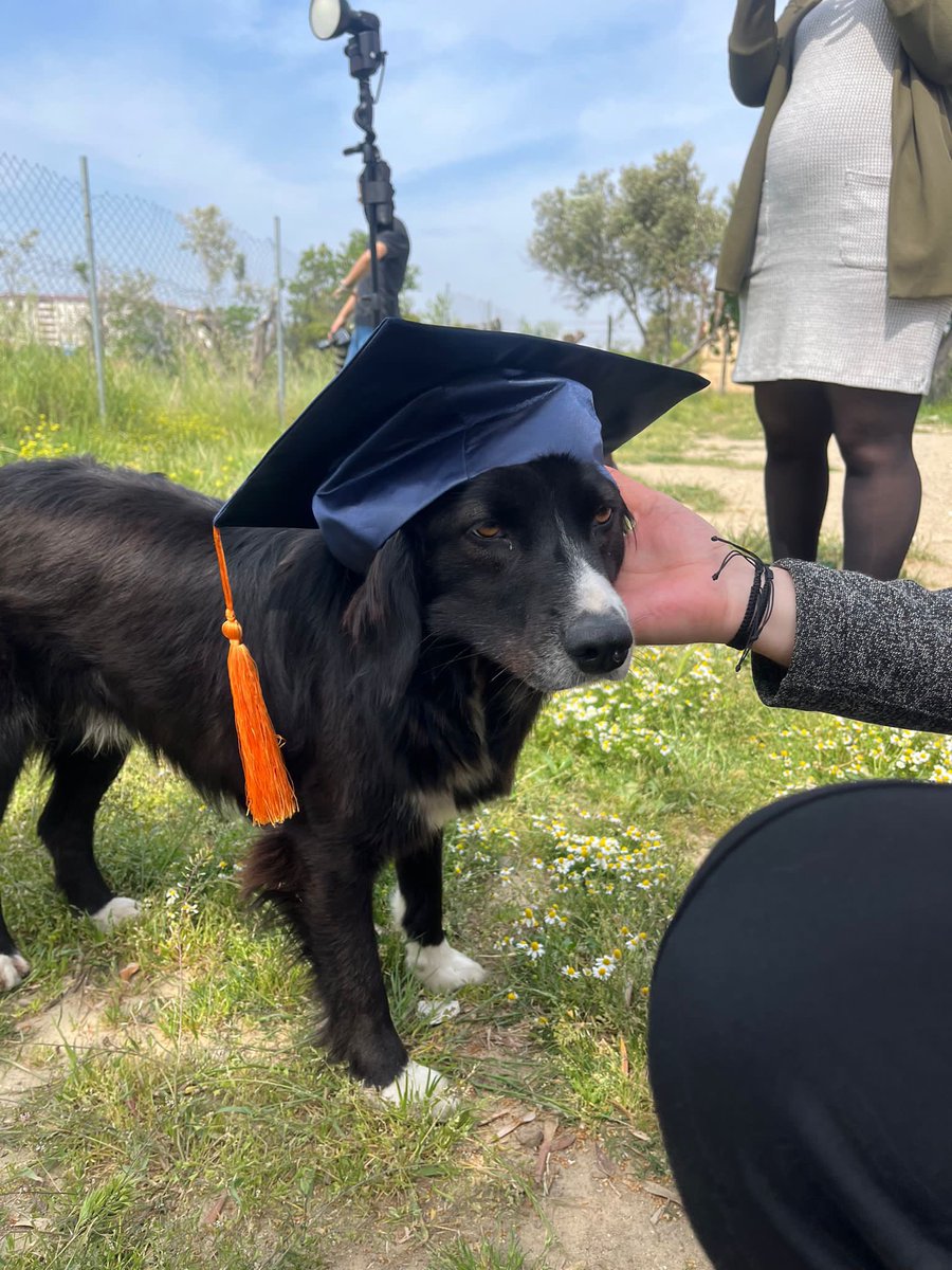 Cemile_ile's tweet photo. Okulumuzda sevimli bir mezunumuz var…😍🎓🐶 #
#mezuniyet #hayvansevgisi https://t.co/GjmEitoycO