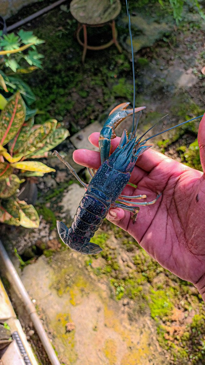 ArrosyiidRidwan's tweet photo. #Cherax quadricarinatus https://t.co/Wog19YaHht