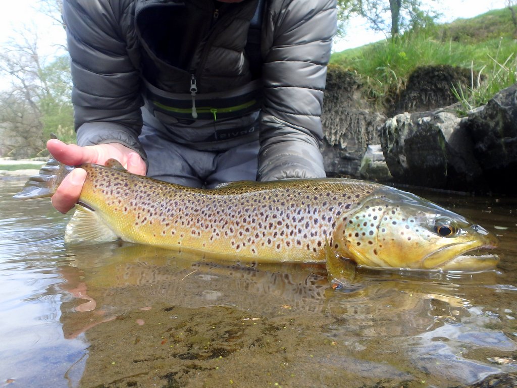 Paul Procter FlyFish (@paulprocter) on Twitter photo Chuffed to buggery with this handsome beast...what a beauty. That it snaffled my #16 APT was all the sweeter. Wild trout like this need our support! <a href="/WildTroutTrust/">The Wild Trout Trust</a> <a href="/WildFishCons/">WildFish</a> <a href="/Riverflies/">Riverfly Partnership</a> #dryfly #APT #allpurposeterrestrial #browntrout #wildtrout #trout #outdoors Chuffed to buggery with this handsome beast...what a beauty. That it snaffled my #16 APT was all the sweeter. Wild trout like this need our support! <a href="/WildTroutTrust/">The Wild Trout Trust</a> <a href="/WildFishCons/">WildFish</a> <a href="/Riverflies/">Riverfly Partnership</a> #dryfly #APT #allpurposeterrestrial #browntrout #wildtrout #trout #outdoors