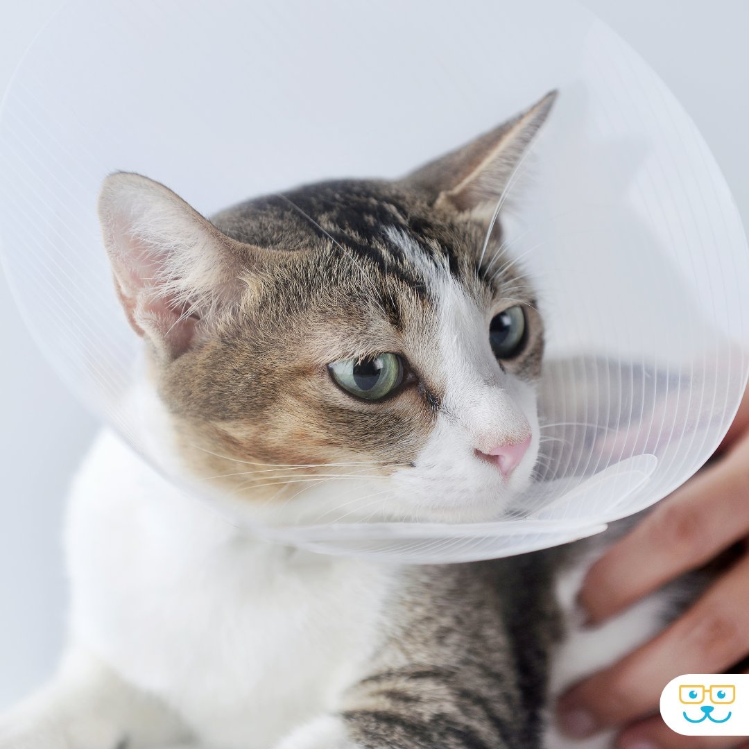 sugar_animal's tweet image. Post-surgery care is crucial to your cat's recovery, and our veterinary team is here to help make the process as smooth as possible to get your feline friend back on their paws! 🐾🩺 bit.ly/36FsUC2  #grathampets #sugarriverah #sugarriveranimalhospital
