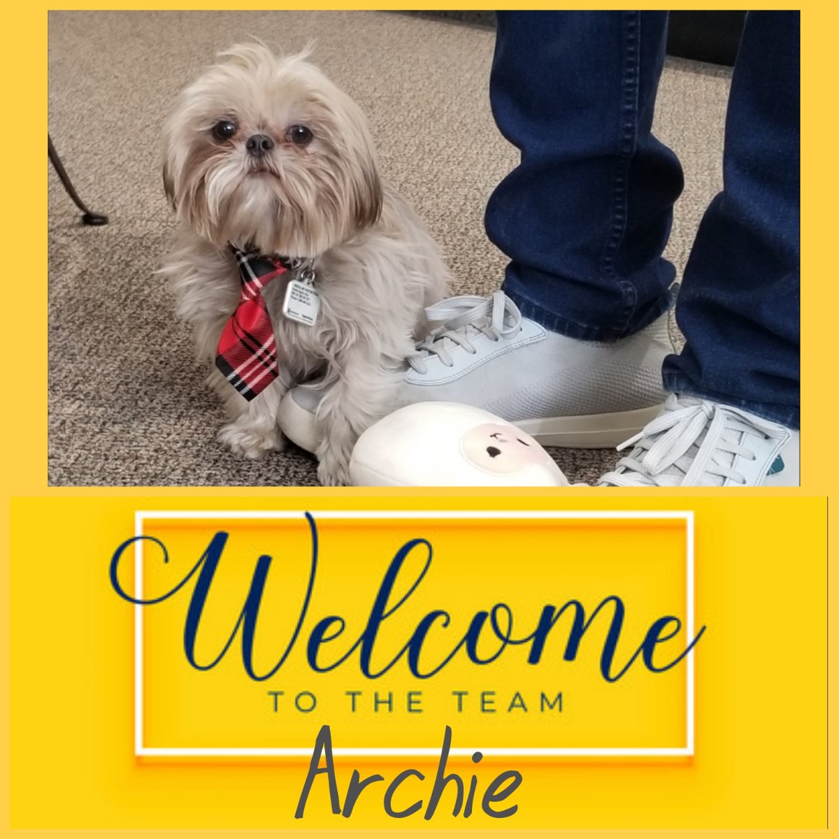 sabretec's tweet photo. Welcome Archie - The newest member of our SabreTEC Team! 🐾

#YYC #SabreTEC #BestInBarter #SupportLocal #TradesYouWant #JoinUs #OfficePup #NewMemberOfOurTeam #Archie #Welcome https://t.co/p9R2XyA8WG