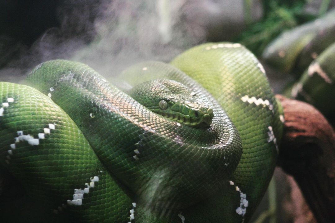 Centralflzoo's tweet photo. Could our emerald tree boa possibly be more photogenic? The atmospheric mist seen here mimics the boa's tropical rainforest habitat. 📷: vagabond.snapshots on IG #EmeraldTreeBoa #Snakes https://t.co/jZtjggCoWr