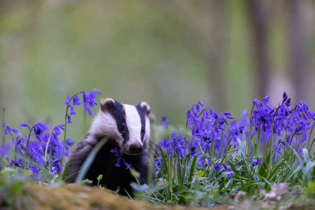 BBC Springwatch on Twitter: