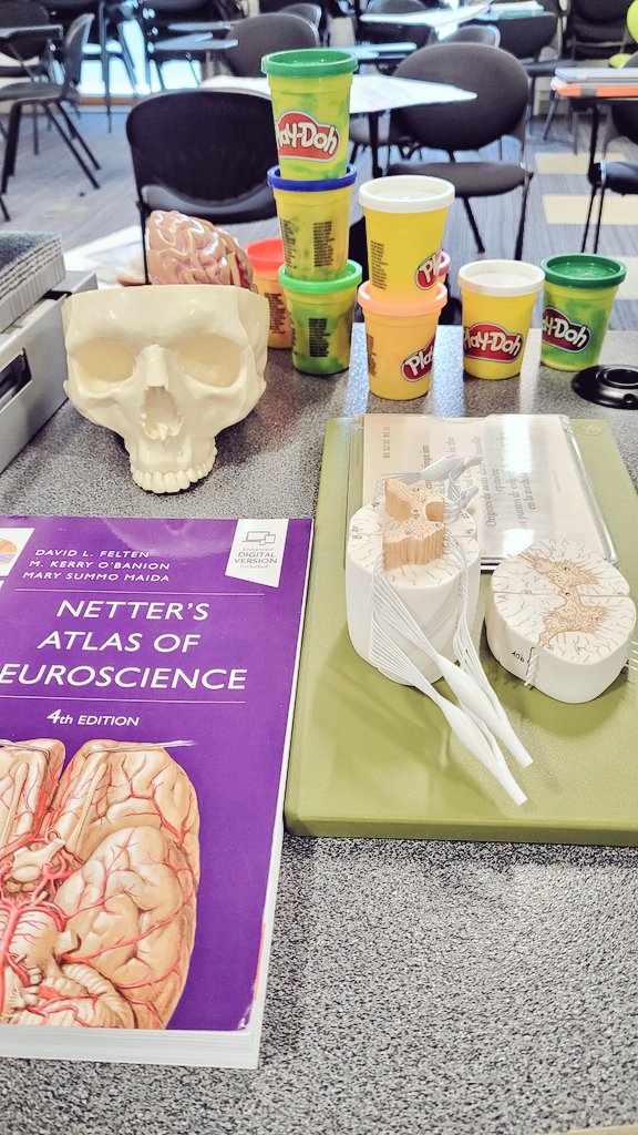 UOSPhysio_'s tweet photo. Playful start to the final module of first year Neurological &amp; Neuromuscular Physiotherapy 🧠 #playfullearning #neuroscience #Physiotherapy #physiostudent https://t.co/emuulyiydB