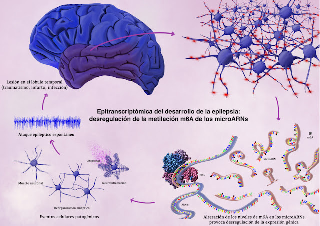 ICAcademia's tweet photo. Proyecto #cursoillustraciencia Leticia Villalba Benito - Epitranscriptómica del desarrollo de la epilepsia: desregulación de la metilación m6A de los microARNs - Ilustra digital https://t.co/4p98PLGlUP #ilustracioncientifica https://t.co/ZcEtwLImMH