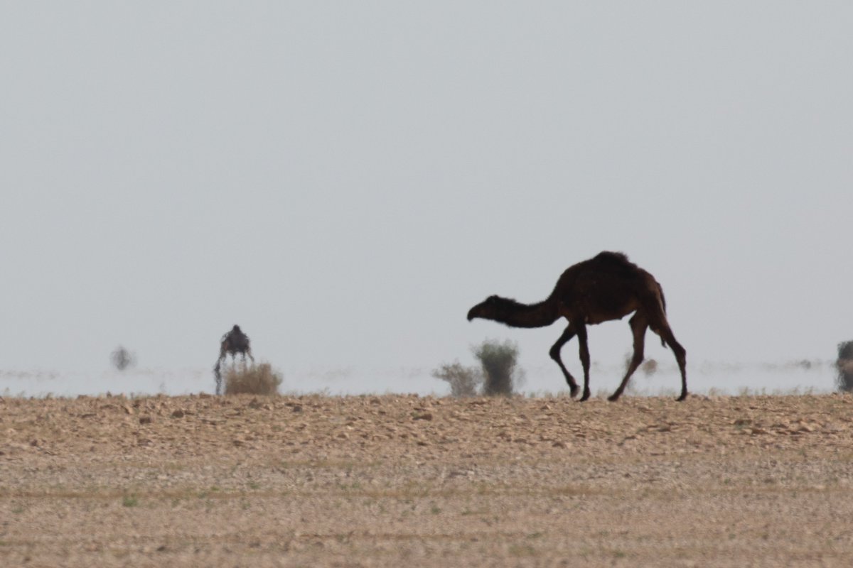 " إبلٌ تغرق "

شطرٌ من قصيدةٍ لذي الرمة عن الإبل وهي تسير في السراب ، عزمت أن أراه بعين الشاعر وكما وصف ، وبعد مدة استطعت أن أوثقه بالصور ولله الحمد .

قال ذو الرمة :

إِذا غَرِقَ الرَواتِكُ في الهَوافي

الرواتك : الإبل لأنها تُرتك في سيرها ، والرتكُ سيرٌ قريبٌ من العدو .
الهوافي