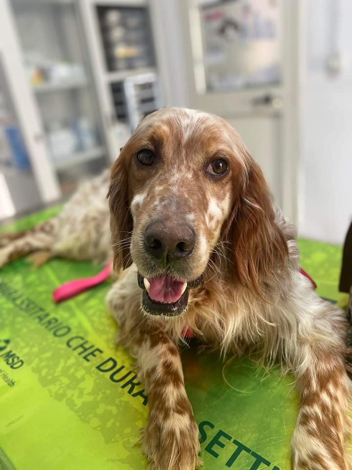 CAMPANIA
URGENTISSIMA ADOZIONE PER PEDRO, 3/4 anni, stupendo Setter di 16 kg..dolcissimo e buonissimo, non abile a caccia e per questo ABBANDONATO..cerca URGENTEMENTE una FAMIGLIA per sempre..vi prego, divulgate ovunque, è un attimo e non costa nulla..grazie di cuore..3388743705