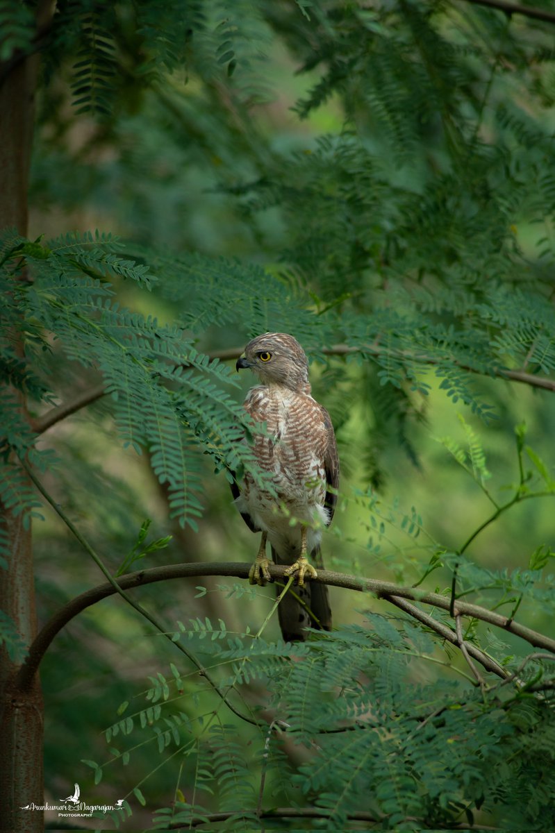 Friendly neighbourhood Shikra! (வல்லூறு)

instagram.com/p/CsB1jrISyOr/

#shikra #natgeo #bbcearth #nature  #nikonD780  #clawsnwings #birdsofprey #indiaves #WildHues #luv4wilds #earthcapture 
@SanctuaryAsia @NatGeoIndia @NatureIn_Focus @IndiAves