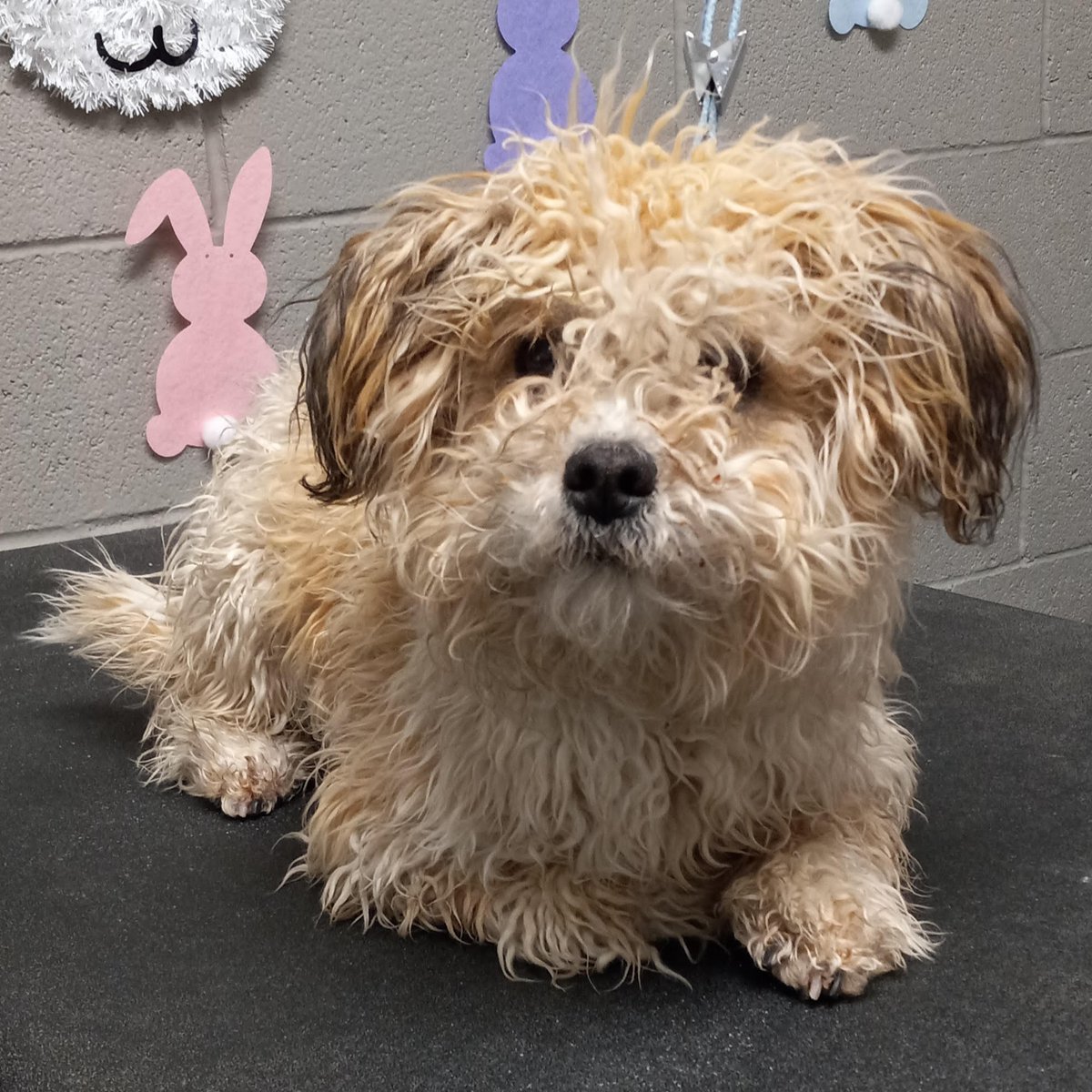 animalfndlv's tweet photo. Lulu came to us looking like a teddy bear, but not in a cute way.
Krystal, our groomer, saw her and knew she had to be gentle. By the end of their grooming session, Lulu wouldn’t leave Krystal’s side.
#TransofrmationTuesday is in the books and Lulu is off with her new family! https://t.co/j0I8l4Jr5R
