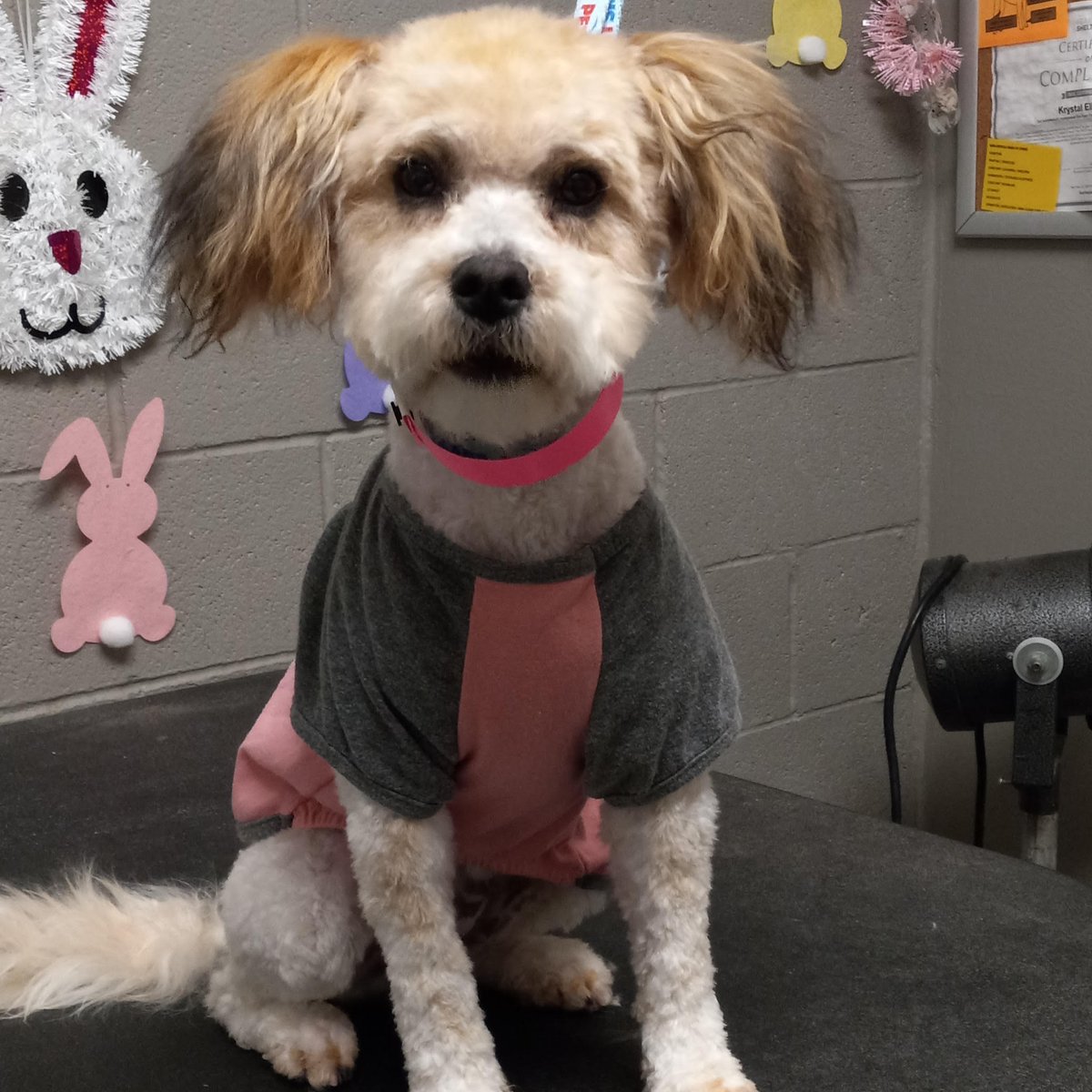 animalfndlv's tweet photo. Lulu came to us looking like a teddy bear, but not in a cute way.
Krystal, our groomer, saw her and knew she had to be gentle. By the end of their grooming session, Lulu wouldn’t leave Krystal’s side.
#TransofrmationTuesday is in the books and Lulu is off with her new family! https://t.co/j0I8l4Jr5R