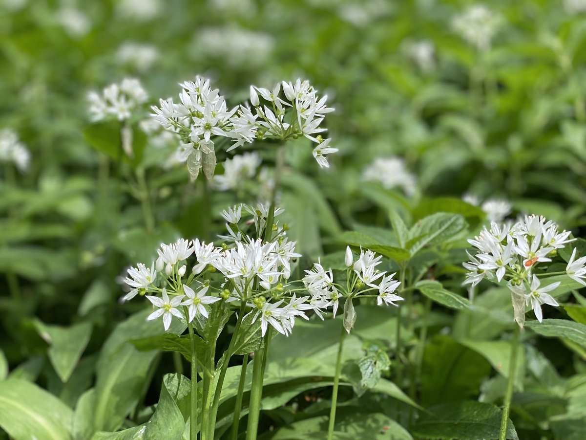woolismybread's tweet photo. Wandering in the woods … an afternoon walk … wild garlic 🍃🐾🐾🍃🍃🍃🍃🍃🍃🍃birdsong and beech leaves … bliss #shepherdess #walk #walks #ramble #wander #nature #simplepleasures #happy https://t.co/q8FIwfSk8o