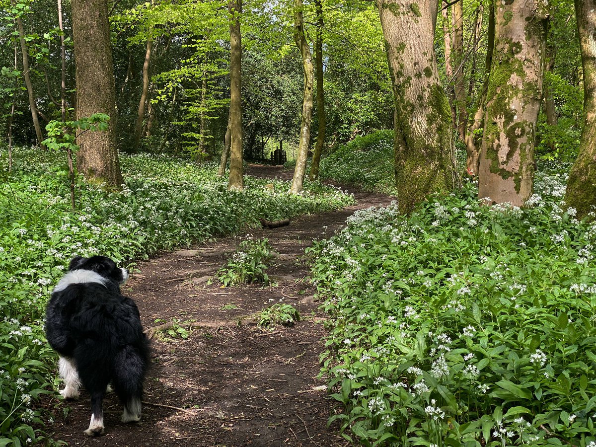 woolismybread's tweet photo. Wandering in the woods … an afternoon walk … wild garlic 🍃🐾🐾🍃🍃🍃🍃🍃🍃🍃birdsong and beech leaves … bliss #shepherdess #walk #walks #ramble #wander #nature #simplepleasures #happy https://t.co/q8FIwfSk8o