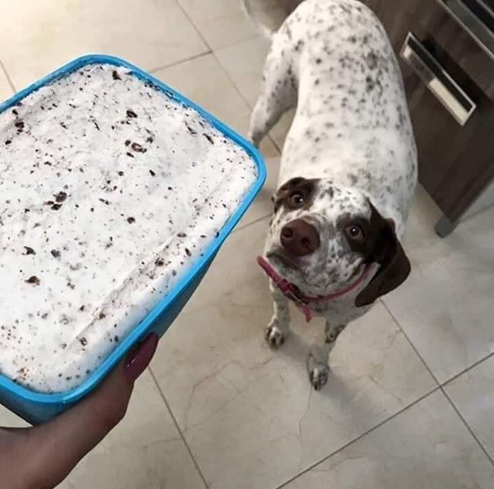 GERARDMILF's tweet photo. tu próximo destino perro boludo https://t.co/txg21lF4QW