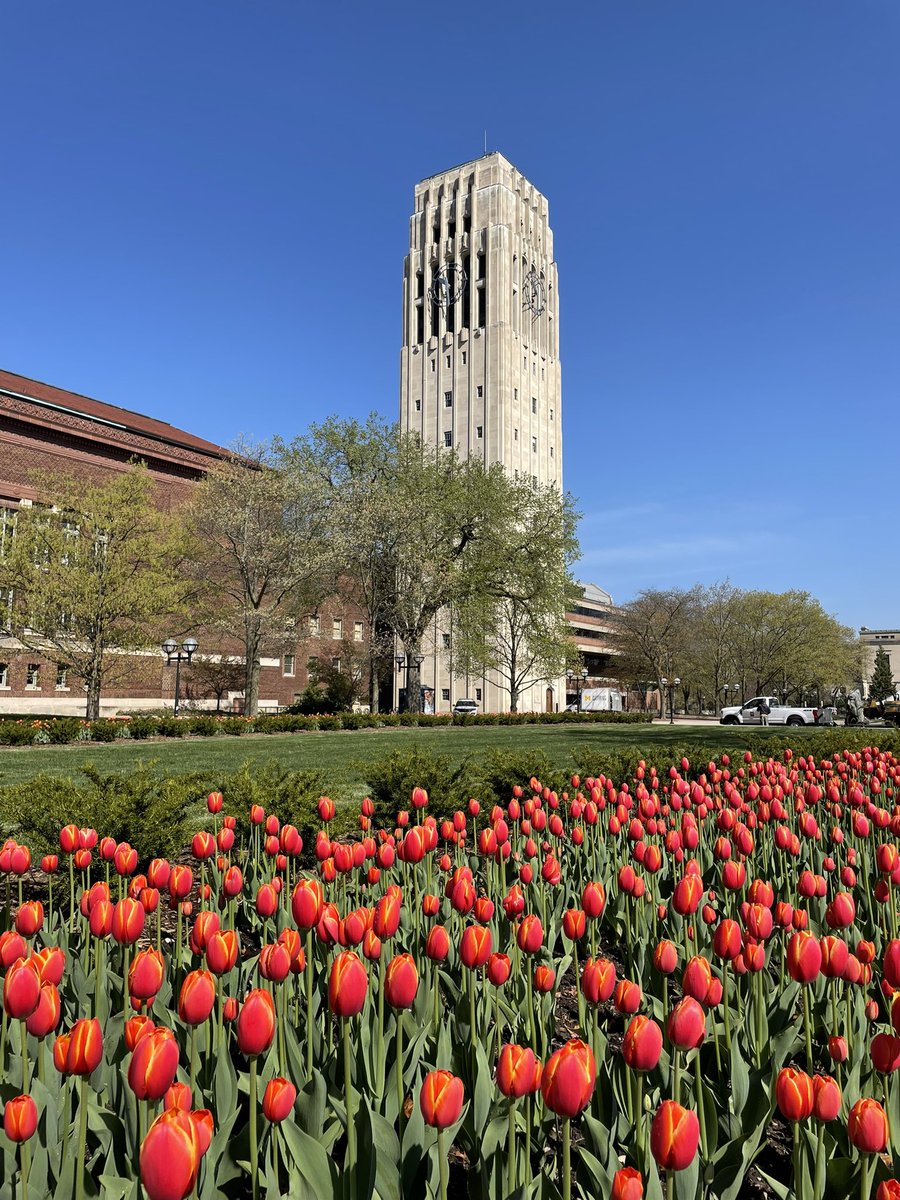 Grounds Services keep tulips blooming through cold snap record.umich.edu/articles/groun…