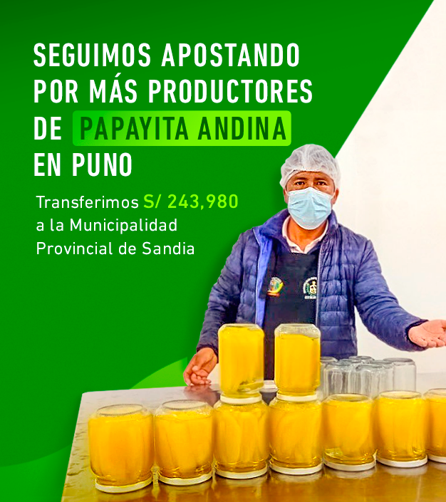 DEVIDAPERU's tweet photo. #Puno | ¡Buenas noticias para los productores de papayita andina!

Gracias a la alianza estratégica con la Municipalidad Provincial de Sandia y al equipamiento entregado, cientos de familias podrán mejorar sus productos. 

#NotaDePrensa 👉 https://t.co/3MGG2hugIt https://t.co/N5Sp5Z6Q1U