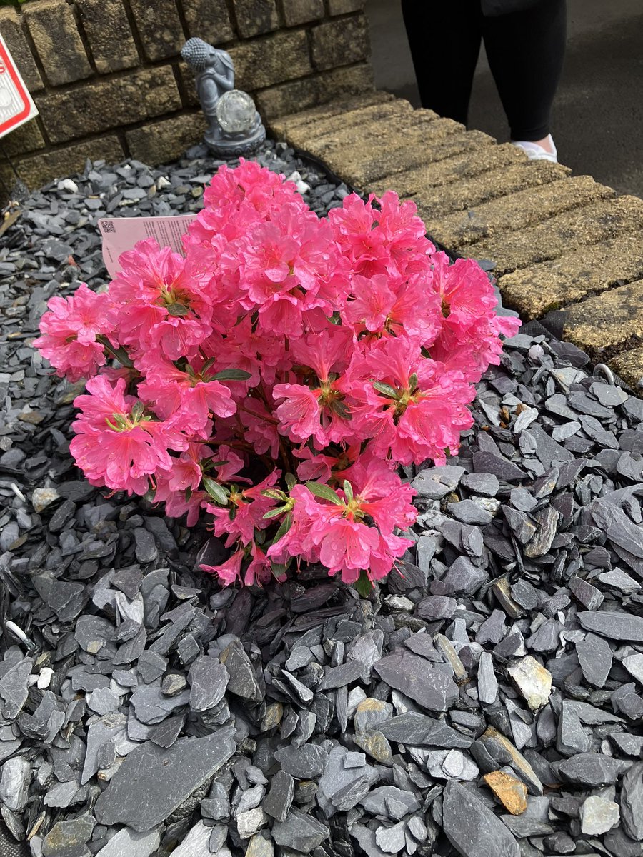 Amy Morgan tweet media