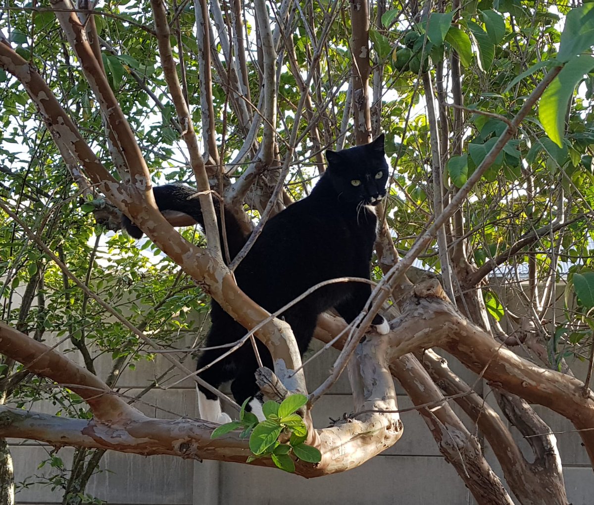 Isabel53813257's tweet photo. Vlekkie in a tree... #cats https://t.co/x7omKbcV9M