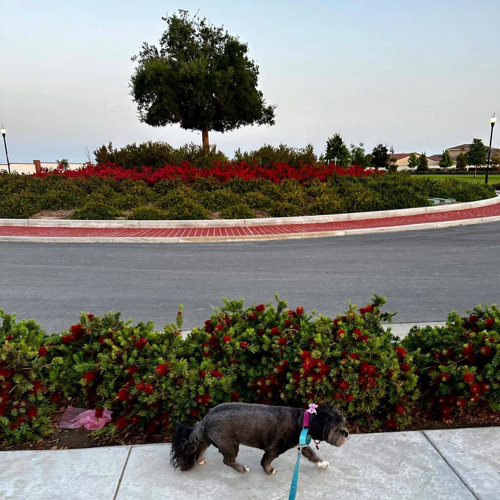 Morning walks with Leota instagr.am/p/CsB33fQLdcm/