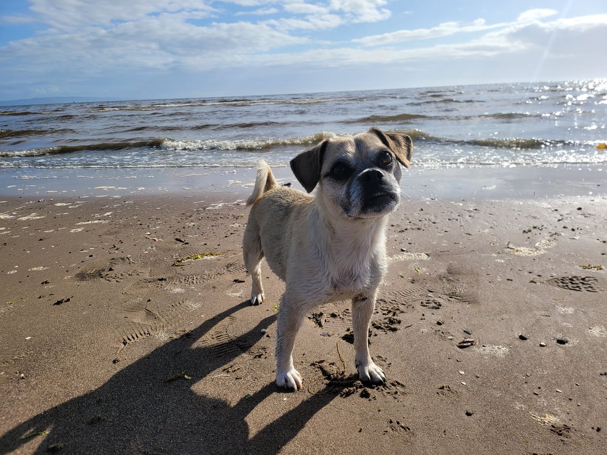 dopeypoke's tweet photo. Peps on the beach V3 https://t.co/rUnJ0K84th