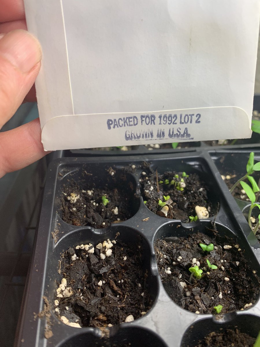 GirlHasGarden's tweet photo. Never too late and still plant basil! Seeing how these will grow #seedsavers #foundseeds https://t.co/0njvgjfv82