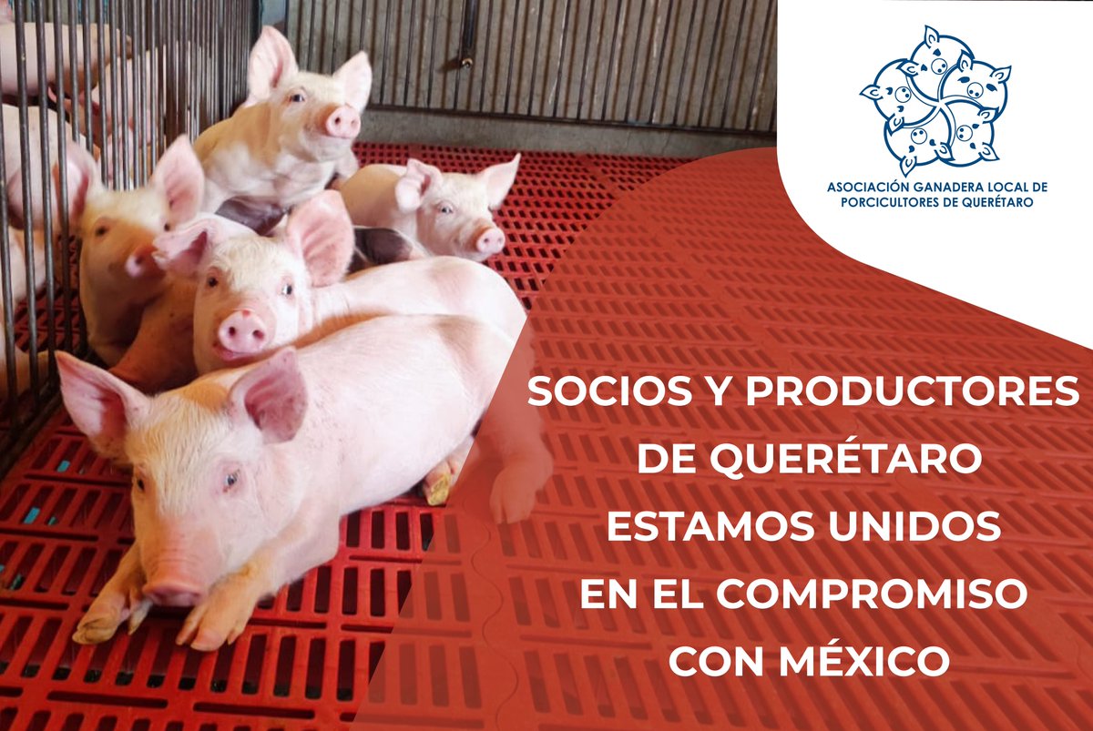 Cada día, nos quitamos el sombrero por los que atienden nuestras granjas y cerdos.
Todas las personas que trabajan intensamente para poner comida en nuestras mesas.
Gracias a los productores que consienten con su constancia el corazón de nuestros hogares. 
#Querétaro  #cerdo