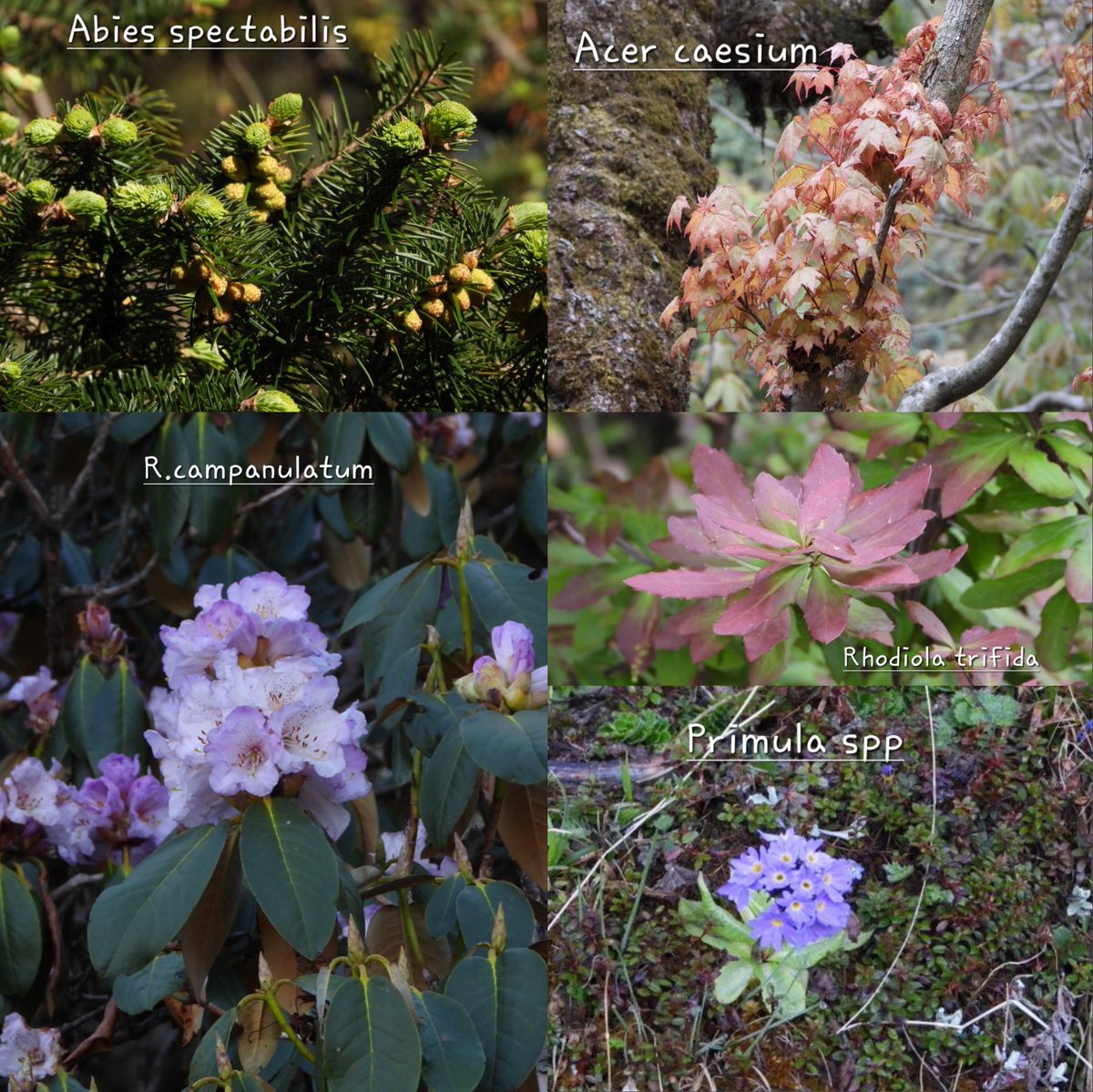 DrAmit_Nayak's tweet photo. Visited the high-altitude alpine meadows and encountered a multitude of subalpine and alpine vegetation.
#bugyalsofuttarakhand
#tungnath
#subalpineforests
#westernhimalaya
@casfosddn @satyajeet_ofs
@AishwaryaRoutr3 @ShineShreeDash1
@HimalyanClub https://t.co/LSXtsPT3xT