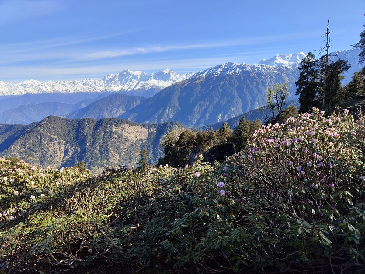DrAmit_Nayak's tweet photo. Visited the high-altitude alpine meadows and encountered a multitude of subalpine and alpine vegetation.
#bugyalsofuttarakhand
#tungnath
#subalpineforests
#westernhimalaya
@casfosddn @satyajeet_ofs
@AishwaryaRoutr3 @ShineShreeDash1
@HimalyanClub https://t.co/LSXtsPT3xT