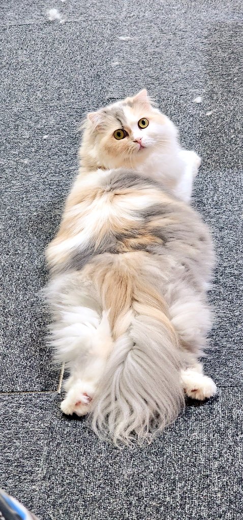 mimaru_azuki's tweet photo. このおちりが可愛いくてついﾊﾟｼｬﾘしてしまう　#猫　#スコティッシュフォールド　#猫のいる暮らし　#猫好きさんと繋がりたい https://t.co/Gye3zqaqlt