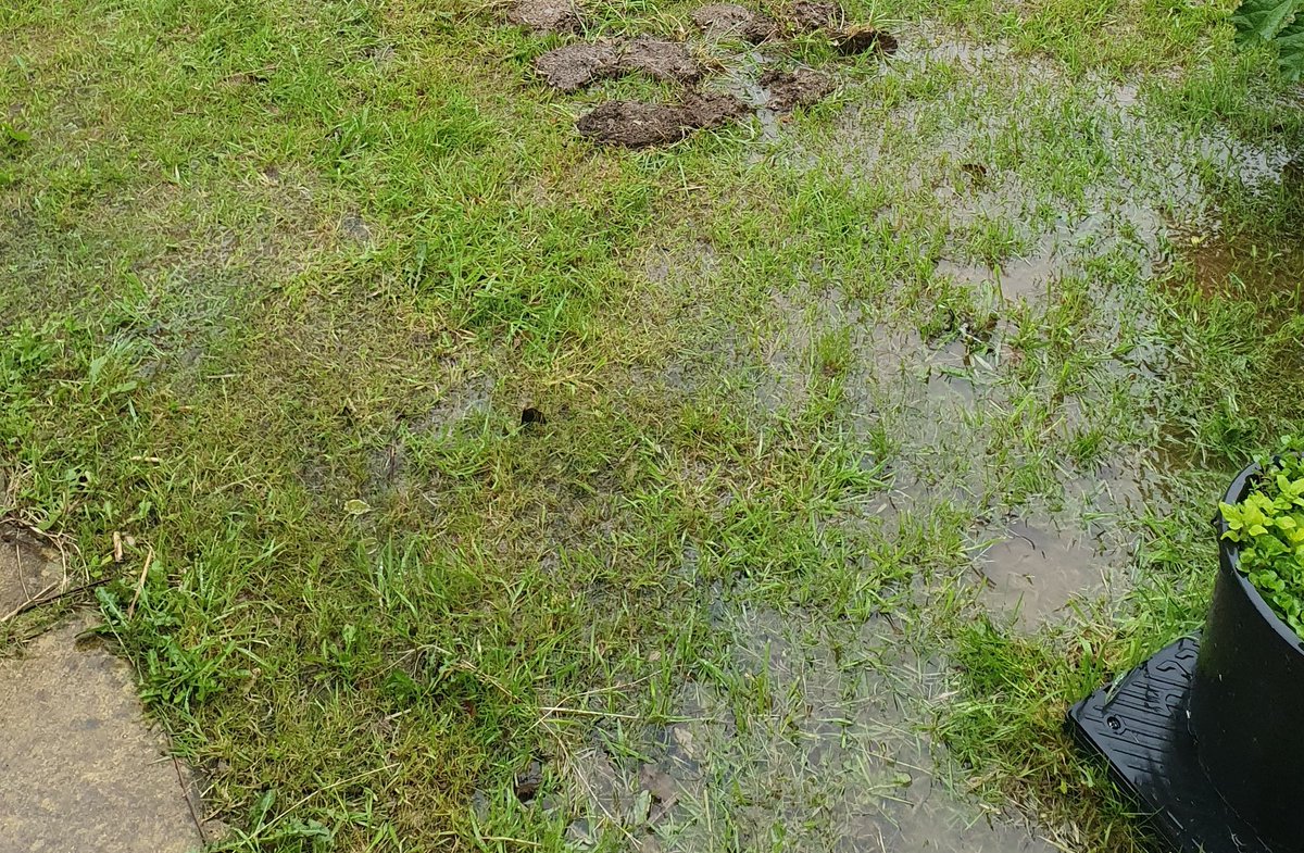 AHaglington's tweet photo. Waterlogged back #lawn #garden here on #Dartmoor #Devon 
🌧🌧🌧🌧
#BuildingAnArk 
#Rain #Weather https://t.co/idJMOQnCGN
