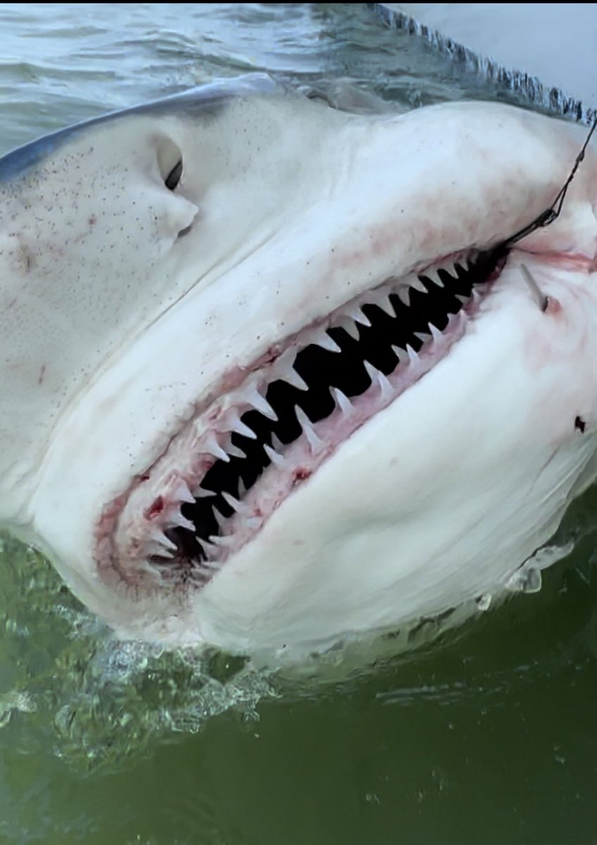 Chip Michalove tweet media