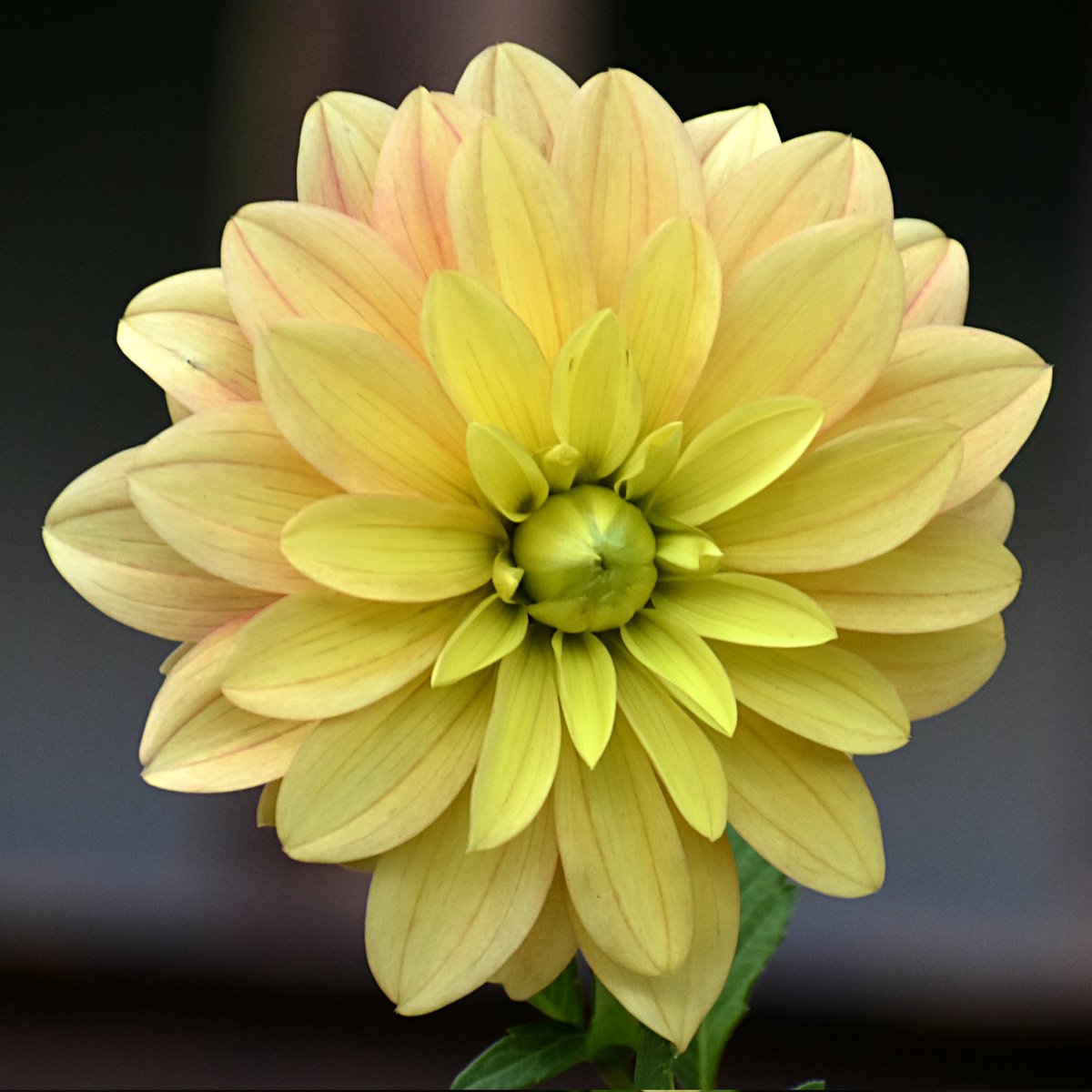 CAPtion_Motives's tweet image. These shots exist because of Load Shedding.

#RandomShots
#CAPtionMotives