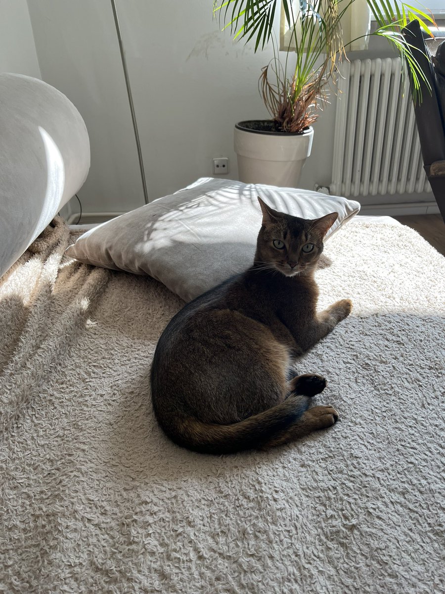 ClaraHoffmann16's tweet photo. Studying hitherto unbeknownst effects of sine waves on cats - results in progress 🐈🌊
Let me know your favorite frequency and I will send Yuki’s reaction https://t.co/VFnjsJBp5g