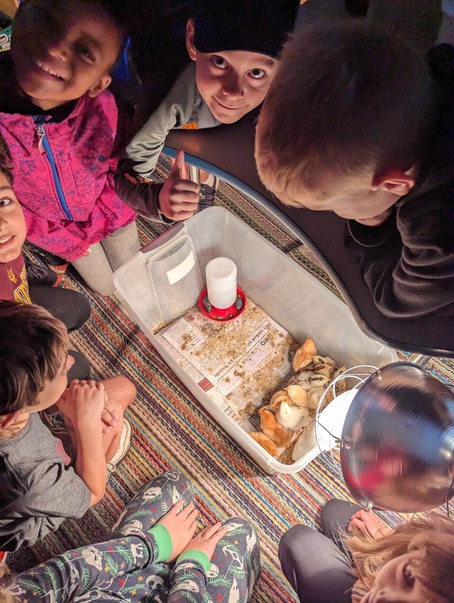 We got to visit the baby chicks today <a href="/NobleCrossing/">Noble Crossing</a> 🐤