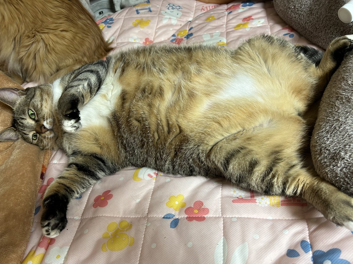 ganmo0527's tweet photo. こむぎの開き🐱🐟
小顔、、
 #猫のいる生活  #キジトラ
 #デブ猫 #ヘソ天 https://t.co/TegQUXfDK8