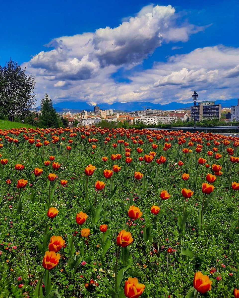 Pomladni utrinek z Grajskega griča.🌷 📸 @Ljubljanskigrad #Ljubljana #Slovenia