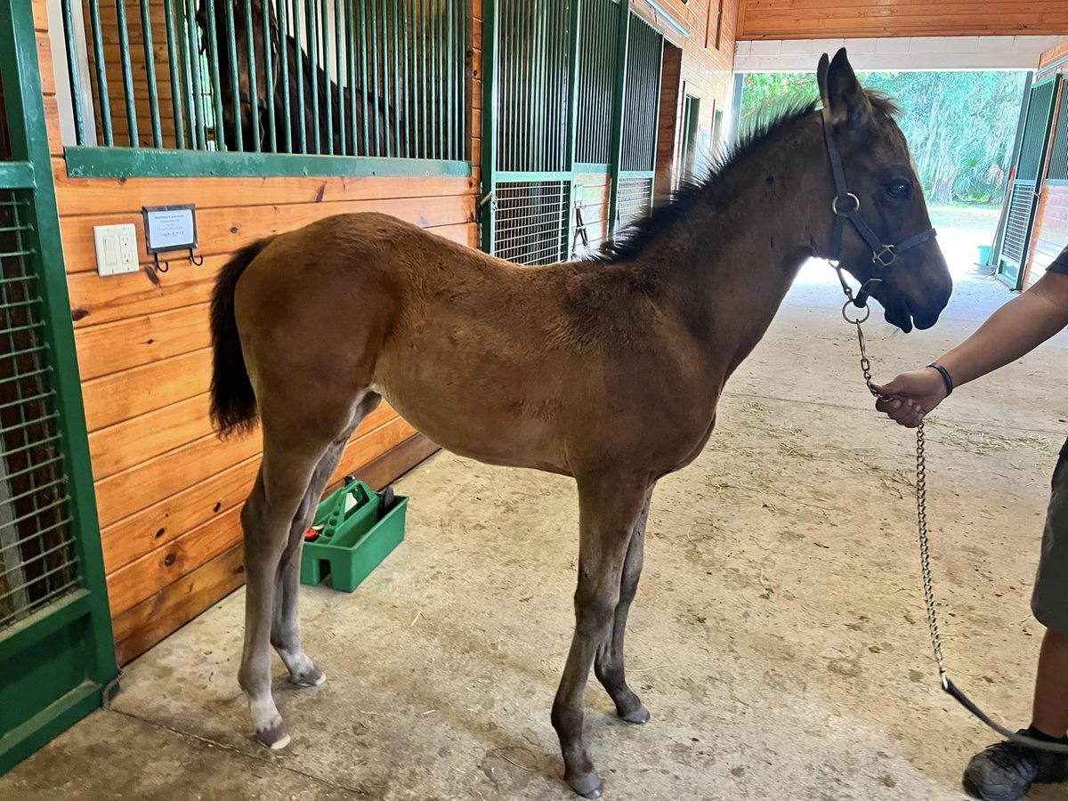EQUIstaff's tweet photo. Team EQUIstaff's Baby Valentine is growing like a weed! Baby Valentine is the second foal out of Team EQUIstaff’s Mineshaft Madness, and is sired by Journeyman Stud’s Uncle Chuck. https://t.co/PU7vUPtkCS