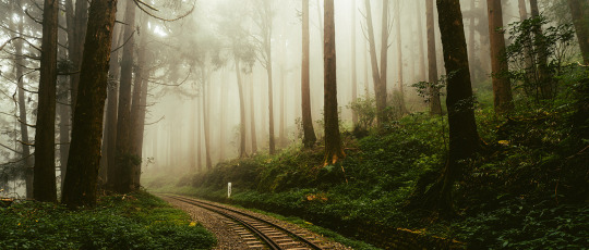 topycoore's tweet photo. Alishan Shuishan Trail.
#nature #fog #landscape #taiwan https://t.co/qpq5HIS9jt
