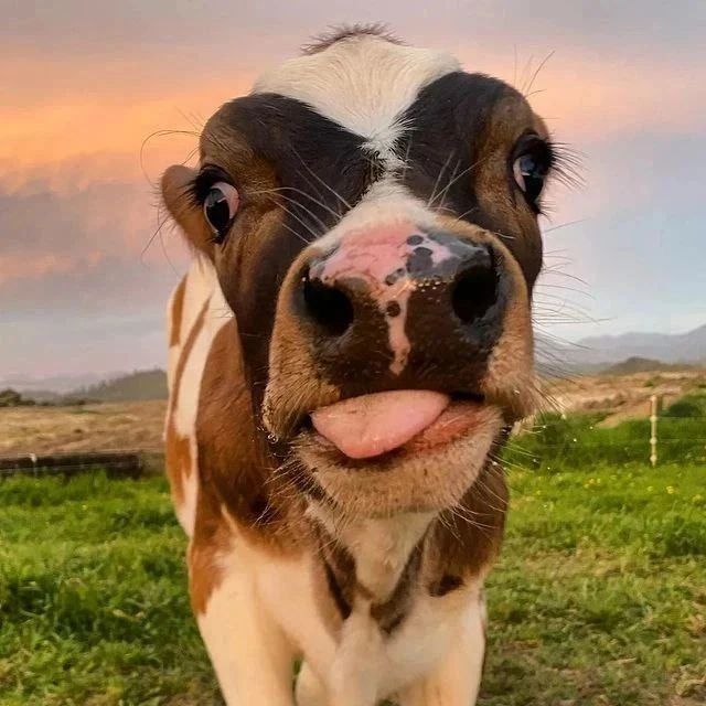 cow_society tweet picture