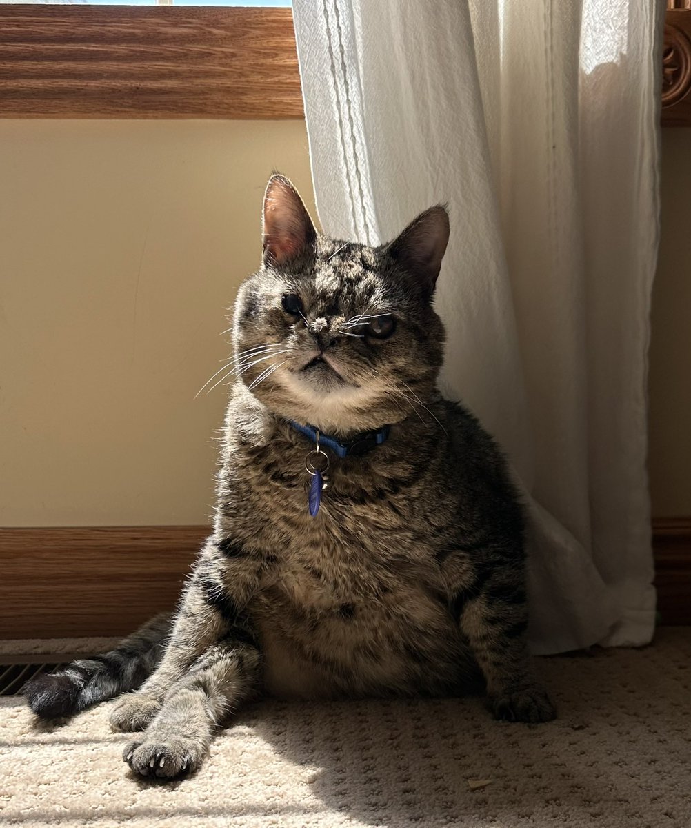 CatZamboni's tweet photo. Just a gentleman that would like to clean himself but can’t get any privacy from the Paparazzi https://t.co/o1cKDYDP9D