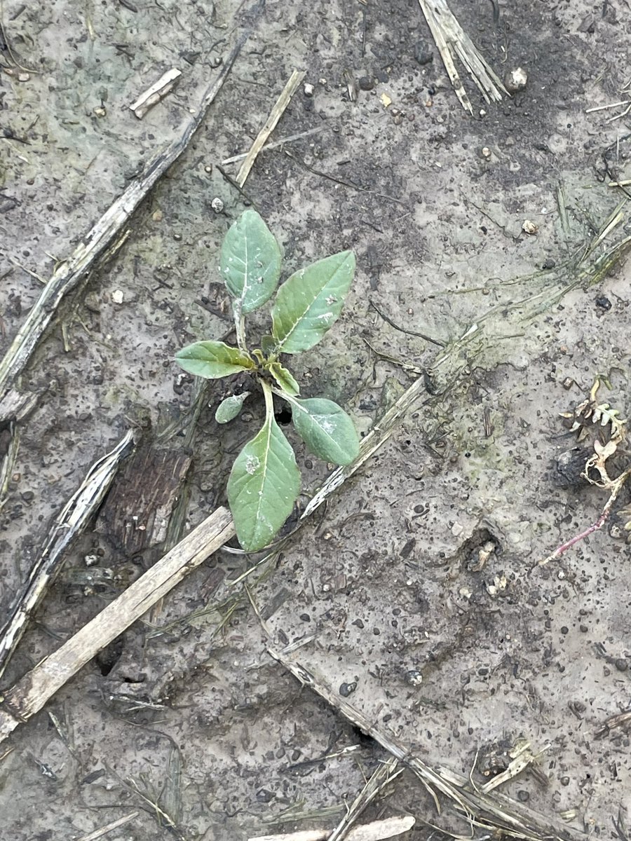 JoshTooley19's tweet photo. With wet fields in southern IL good time to scout fields. Have to make sure tank mixes match weed species and height. https://t.co/cpRjhkbG05